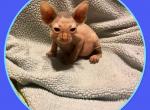 Sam - Minskin Cat For Sale - FL, US