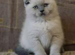 Naomi Scottish fold blue point shorthair female - Scottish Fold Cat For Sale - Hollywood, FL, US