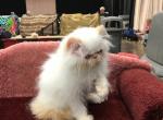 Himalayan Persian Kitten - Himalayan Cat For Sale - Grand Prairie, TX, US