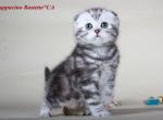 Cappucino black marble on silver Scottish kitten - Scottish Fold Cat For Sale - Hollywood, FL, US