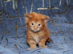 Aleck red marble purebred Maine Coon - Maine Coon Cat For Sale - Hollywood, FL, US