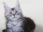 Tarzan black marble Maine Coon - Maine Coon Cat For Sale - Hollywood, FL, US