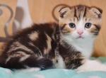 Starbucks Scottish fold male kitten - Scottish Fold Cat For Sale - Hollywood, FL, US