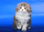 Rosalina Scottish highland female kitten - Scottish Fold Cat For Sale - Hollywood, FL, US