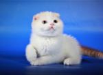 Apricot cute Scottish fold male kitten - Scottish Fold Cat For Sale - Hollywood, FL, US