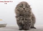 Tommy pure breed Scottish fold longhair kitten - Scottish Fold Cat For Sale - Hollywood, FL, US