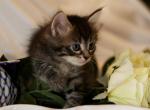 Niello of Romanov Dynasty - Siberian Cat For Sale - Ashburn, VA, US