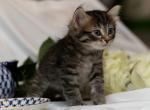 Nazariy of Romanov Dynasty - Siberian Cat For Sale - Ashburn, VA, US