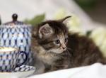 Nessa of Romanov Dynasty - Siberian Cat For Sale - Ashburn, VA, US