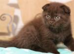 Chocoladka SFS male kitten - Scottish Fold Cat For Sale - Hollywood, FL, US