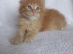 Romio red color Maine Coon kitten - Maine Coon Cat For Sale - Hollywood, FL, US