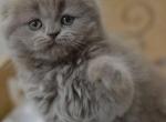 Hollister Scottish fold highland male kitten - Scottish Fold Cat For Sale - Hollywood, FL, US