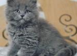 Wolf blue color Scottish longhair male kitten - Scottish Straight Cat For Sale - Hollywood, FL, US