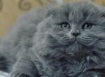 Forest Scottish fold longhair male kitten - Scottish Fold Cat For Sale - Hollywood, FL, US