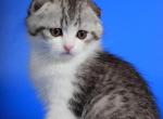 Tartar friendly Scottish fold male kitten - Scottish Fold Cat For Sale - Hollywood, FL, US