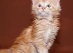 Benedicte Union Jack red silver marble Maine Coon - Maine Coon Cat For Sale - Hollywood, FL, US