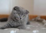 Kurt blue color Scottish fold male kitten - Scottish Fold Cat For Sale - Hollywood, FL, US