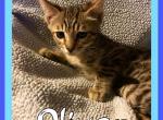 Bengal Munchkin - Bengal Cat For Sale - FL, US