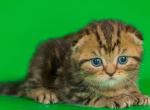 Jack Scottish fold shorthair male kitten - Scottish Fold Cat For Sale - Hollywood, FL, US