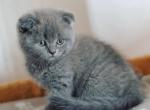 Timon Scottish fold shorthair male kitten - Scottish Fold Cat For Sale - Hollywood, FL, US