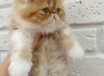 Lola female exotic semi longhair kitten bicolor - Exotic Cat For Sale - Miami, FL, US