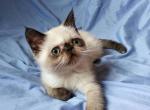 Yin male exotic shorthair kitten with chocolate - Exotic Cat For Sale - Miami, FL, US