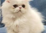 Stella exotic longhair female kitten - Exotic Cat For Sale - Miami, FL, US