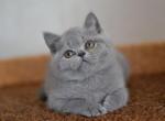 Foxy Scottish fold female kitten - Scottish Straight Cat For Sale - Hollywood, FL, US