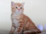 Peter Scottish fold male kitten in a red color - Scottish Straight Cat For Sale - Hollywood, FL, US