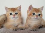 Hermes and Hector two golden chinchilla brothers - British Shorthair Cat For Sale - Miami, FL, US