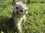 Savanna Chinchilla color Scottish fold kitten - Scottish Fold Cat For Sale - Hollywood, FL, US