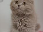 Soffi Scottish fold longhair female kitten - Scottish Fold Cat For Sale - Miami, FL, US