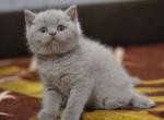 Umka Scottish fold shorthair male kitten in lilac - Scottish Straight Cat For Sale - Miami, FL, US