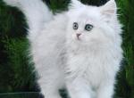 Lora semilonghair chinchilla color kitten - Scottish Straight Cat For Sale - Hollywood, FL, US