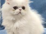 Stella Persian female kitten - Scottish Straight Cat For Sale - Hollywood, FL, US