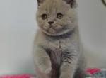 Lyla Scottish fold shorthair female kitten - Scottish Straight Cat For Sale - Hollywood, FL, US