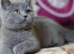 Adolf graceful Scottish fold shorthair male kitten - Scottish Straight Cat For Sale - Hollywood, FL, US