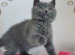 Samantha Blue color Scottish straight female - Scottish Straight Cat For Sale - Hollywood, FL, US