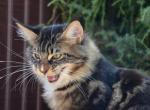 Simon pure breed Maine Coon male kitten - Maine Coon Cat For Sale - Hollywood, FL, US