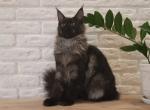 Ariana black smoky Maine Coon - Maine Coon Cat For Sale - Hollywood, FL, US