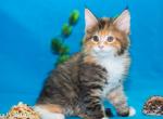 Rosa tortie color female Maine Coon - Maine Coon Cat For Sale - Hollywood, FL, US