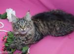 Nyla purebred Maine Coon female kitten - Maine Coon Cat For Sale - Hollywood, FL, US