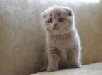 Dazy lilac color Scottish fold shorthair female - Scottish Fold Cat For Sale - Hollywood, FL, US