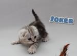 Joker Scottish fold shorthair male kitten - Scottish Fold Cat For Sale - Hollywood, FL, US