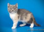 Monkey blue and creany on white British - British Shorthair Cat For Sale - Miami, FL, US