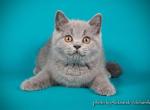 Cherry blue color British female kitten - British Shorthair Cat For Sale - Miami, FL, US