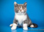 Mila blue and creamy on white British - British Shorthair Cat For Sale - Miami, FL, US