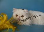 Lorenzo - Persian Cat For Sale - Yucca Valley, CA, US