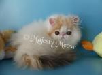 Malvina - Persian Cat For Sale - Yucca Valley, CA, US