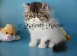 Valdemar - Persian Cat For Sale - Yucca Valley, CA, US